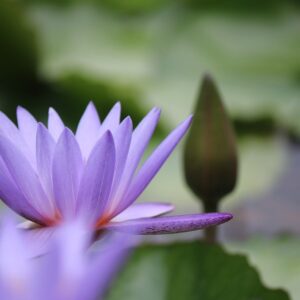 flower, lotus, petals-5538547.jpg