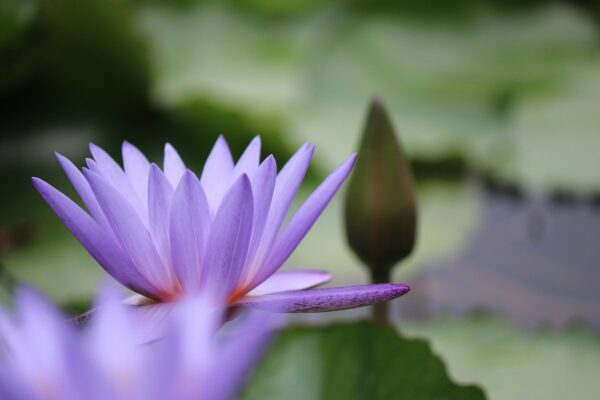 flower, lotus, petals-5538547.jpg